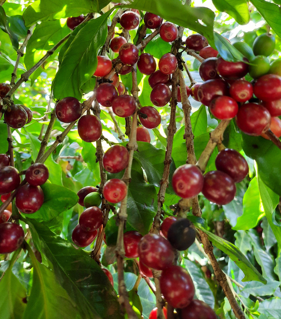 Die Kaffeepflanze und ihre Ernte  Baruli Kaffeersterei