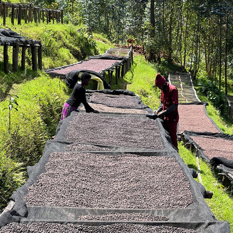 Blonde Selection Kaffeeprojekt Rwanda Kaffee