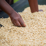 Microlot-Ruanda-Kivu-Pearl-rohkaffee