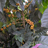 Paradies Vogel - Brasil Paraiso - Combined Fermentation