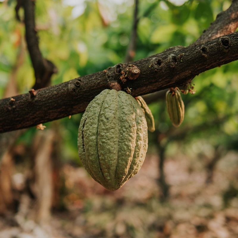 kakao-anbau-saya-nachhaltig-und-verbunden_8c81fdbf-e697-4cd0-b5b4-b90d56dcd3be