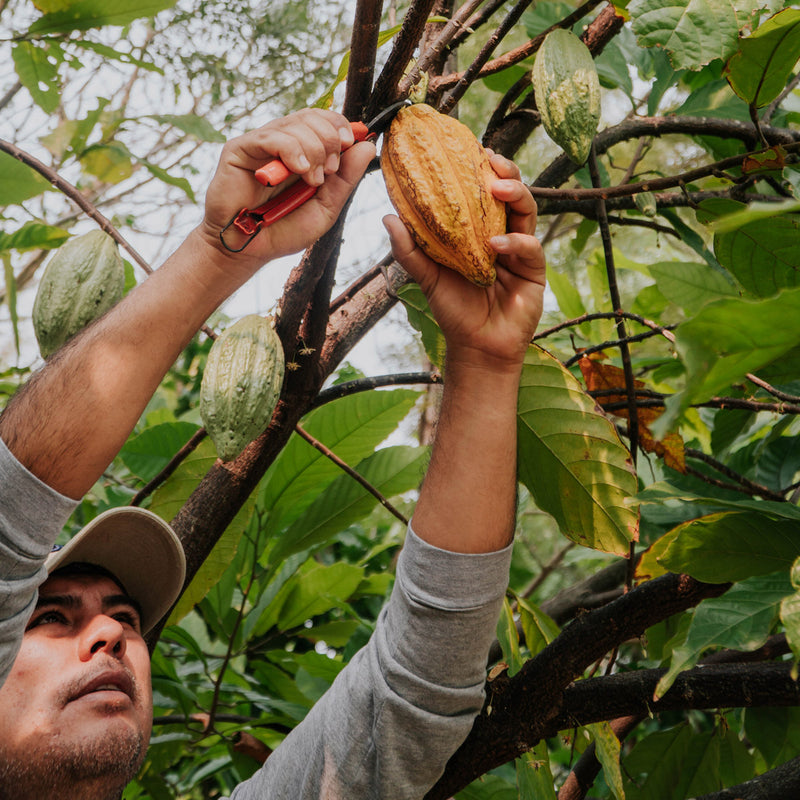 saya-kakao-zeremoniell-nachhaltig